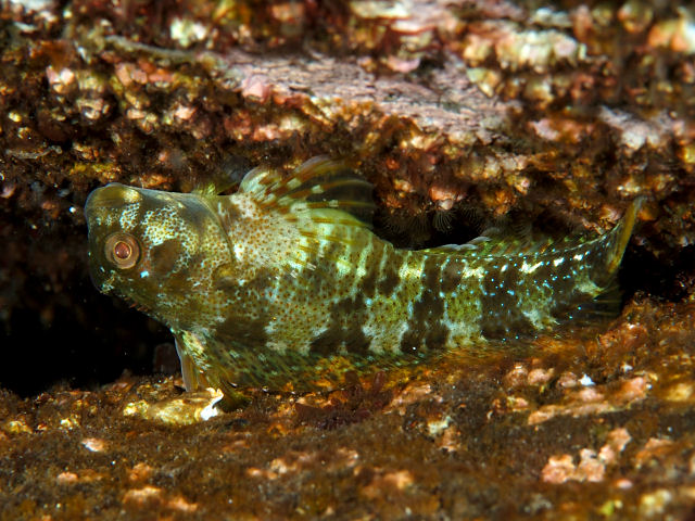 ภาพ ปลาตั๊กแตนหินตั๊กแตนหิน (Scartella emarginata)