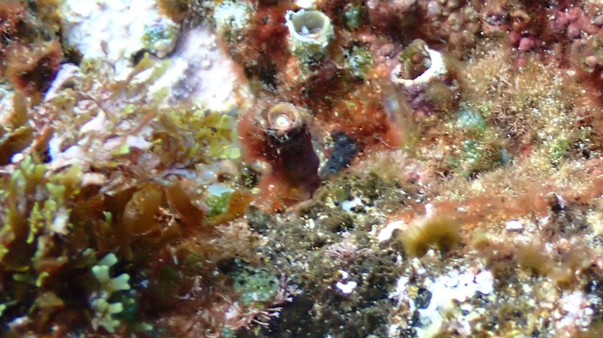 ภาพ ปลาตั๊กแตนหินตั๊กแตนหิน (Scartella itajobi)