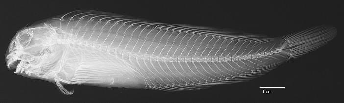 ภาพ ปลาตั๊กแตนหิน crapulatus (Scartichthys crapulatus)