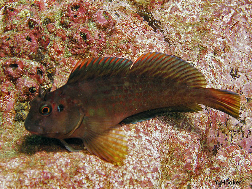 ภาพ ปลาตั๊กแตนหินยักษ์ตั๊กแตนหิน (Scartichthys gigas)
