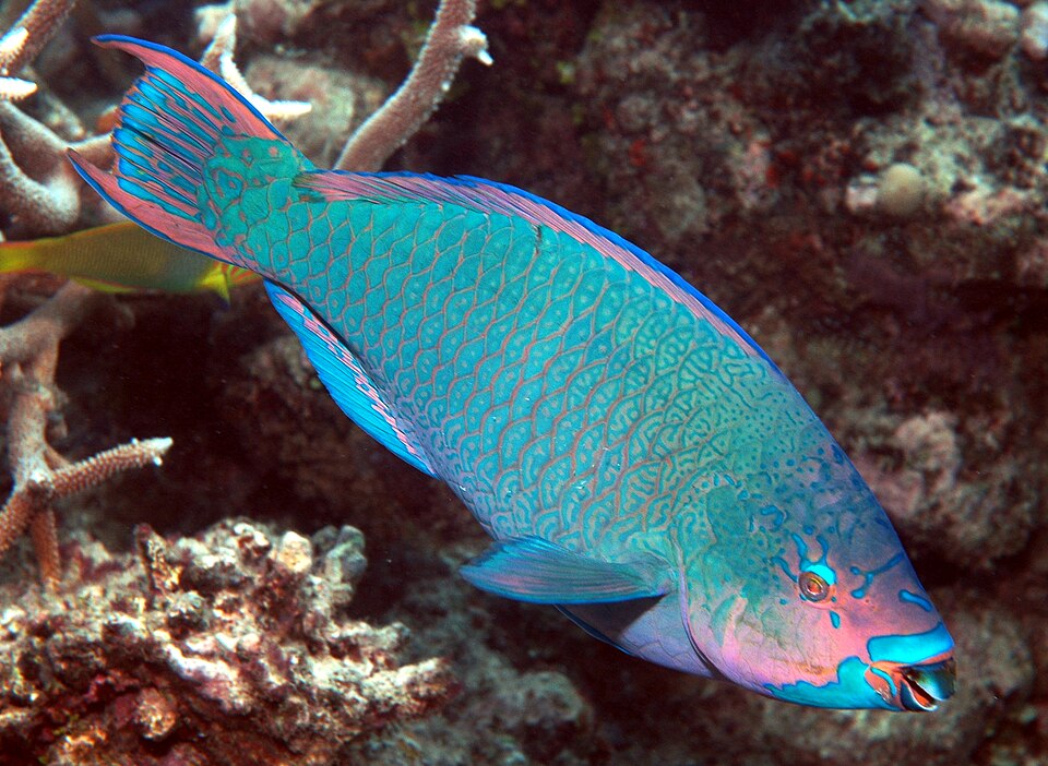 ภาพ ปลานกแก้วครีบเส้นยาว (Scarus altipinnis)
