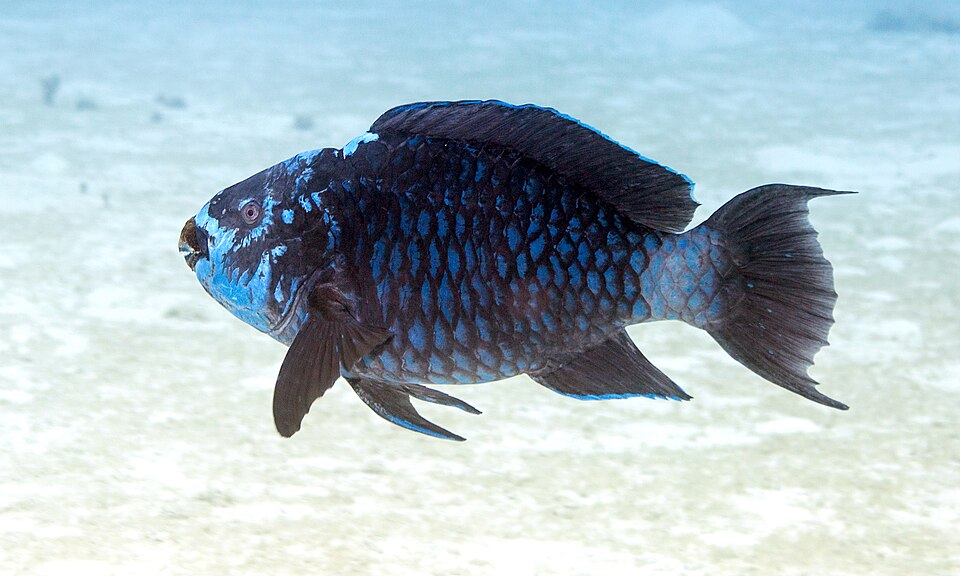 ภาพ ปลานกแก้ว coelestinus (Scarus coelestinus)