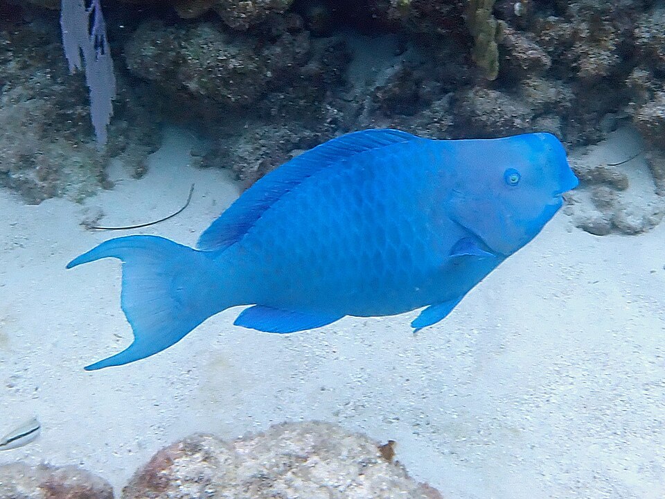 ภาพ ปลานกแก้วน้ำเงิน (Scarus coeruleus)