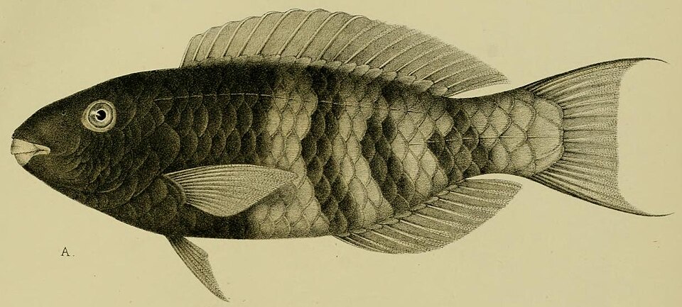ภาพ ปลานกแก้วบั้งเหลือง (Scarus dimidiatus)