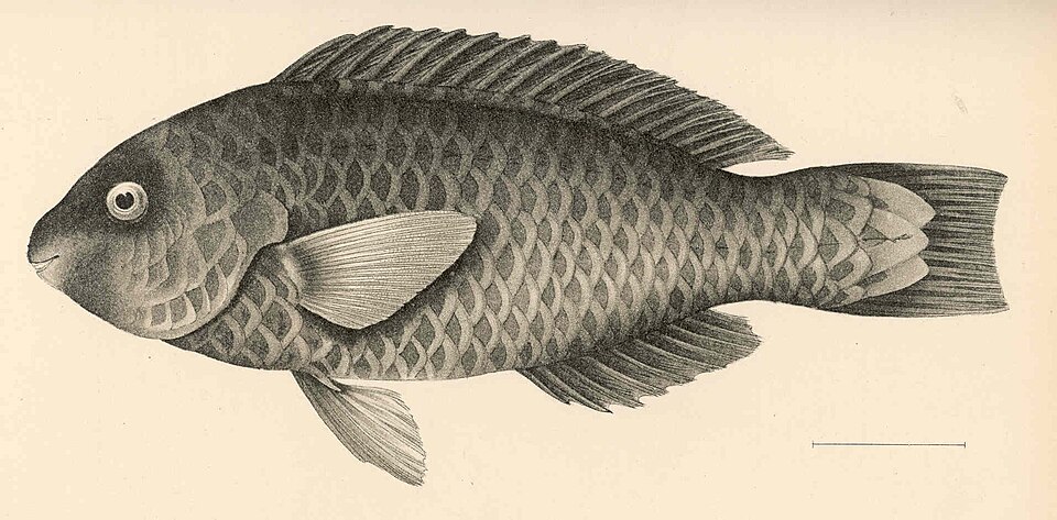 ภาพ ปลานกแก้วราชา (Scarus dubius)