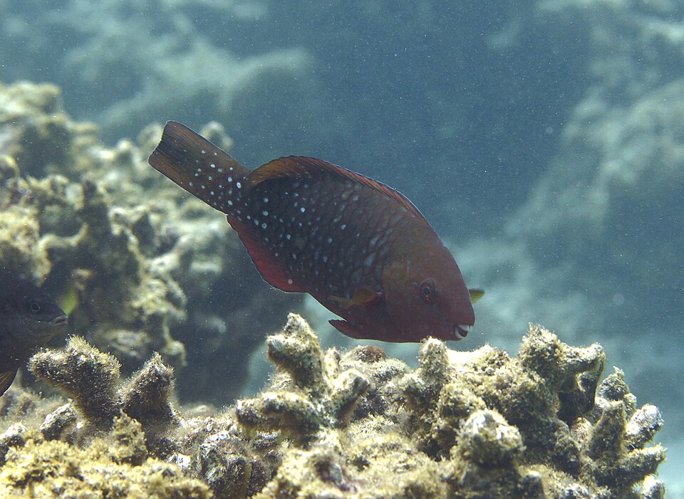 ภาพ ปลานกแก้ว falcipinnis (Scarus falcipinnis)
