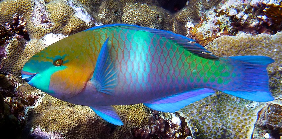ภาพ ปลานกแก้ว ferrugineus (Scarus ferrugineus)