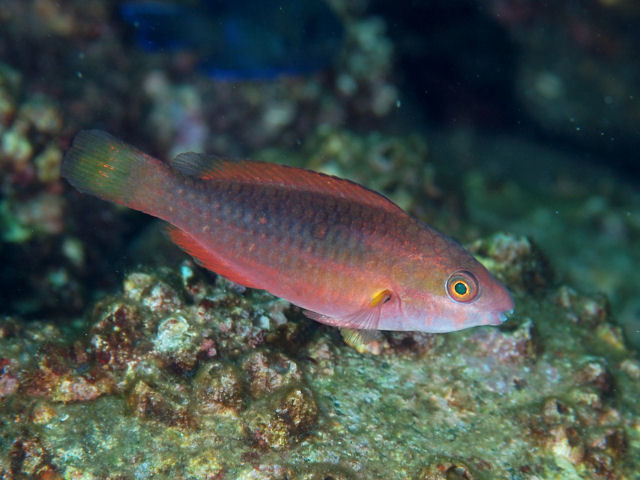 ภาพ ปลานกแก้ว forsteni (Scarus forsteni)