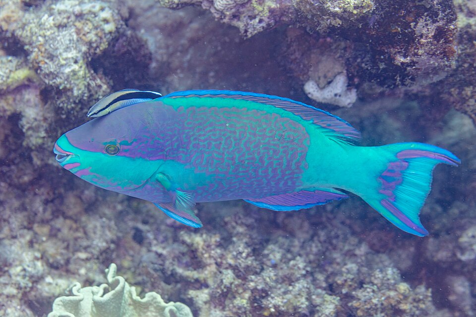 ภาพ ปลานกแก้วเกล็ดด่าง (Scarus frenatus)