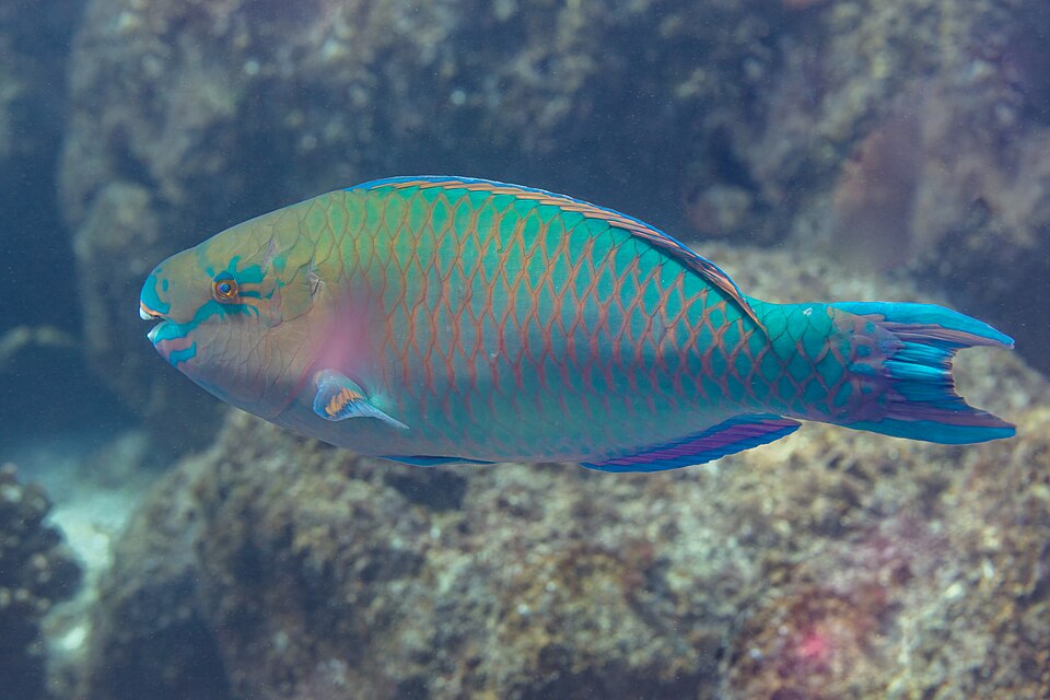 ภาพ ปลานกแก้วเขียวน้ำเงิน (Scarus ghobban)