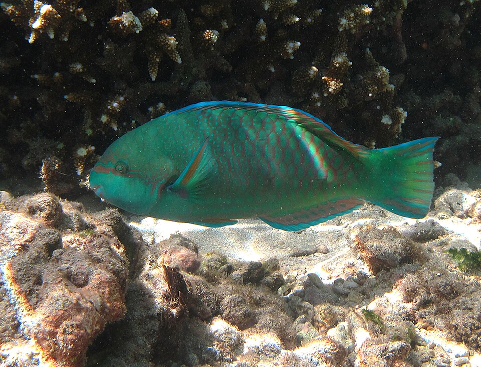 ภาพ ปลานกแก้ว globiceps (Scarus globiceps)