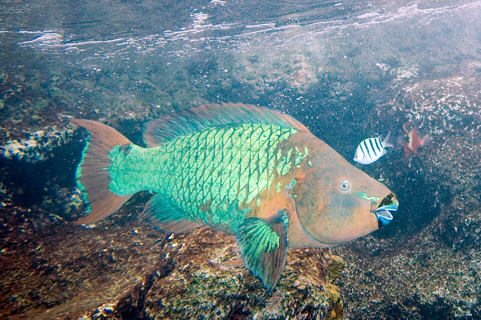 ภาพ ปลานกแก้วน้ำเงินสายรุ้ง (Scarus guacamaia)
