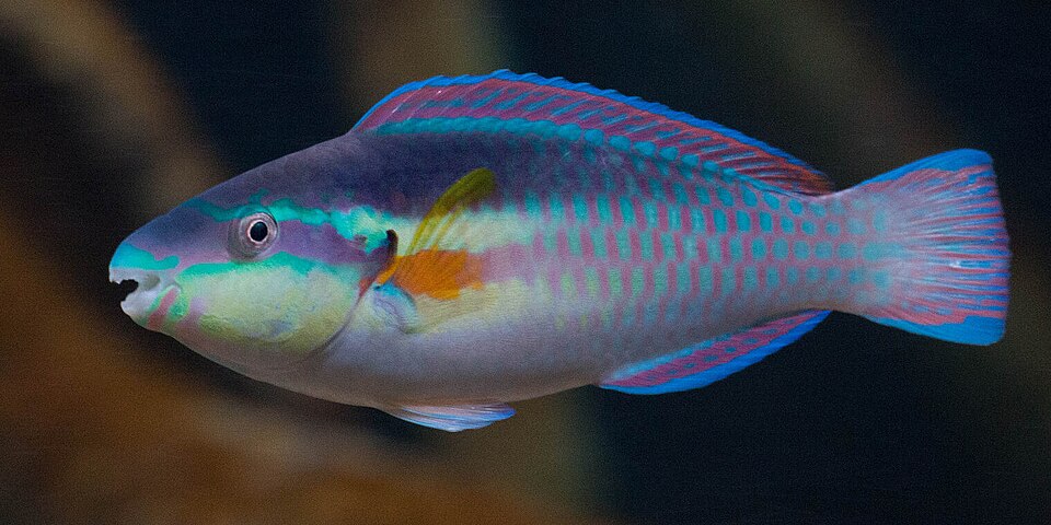ภาพ ปลานกแก้วเทา (Scarus iseri)
