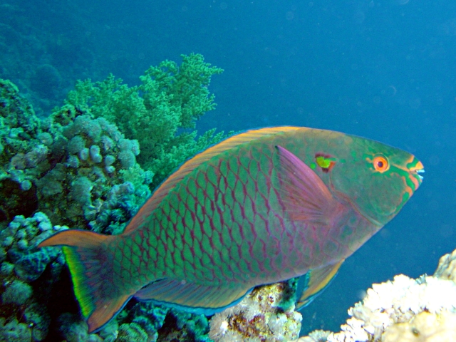ภาพ ปลานกแก้วปากส้ม (Scarus niger)