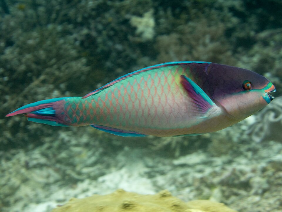 ภาพ ปลานกแก้วน้ำเงิน (Scarus oviceps)