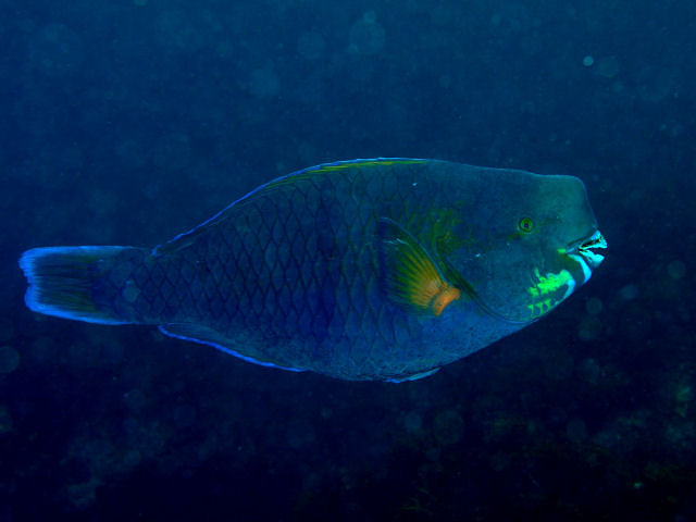 ภาพ ปลานกแก้ว ovifrons (Scarus ovifrons)