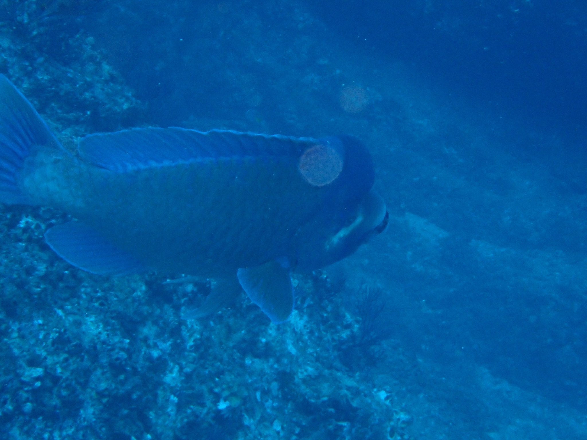 ภาพ ปลานกแก้วหัวโหนก (Scarus perrico)