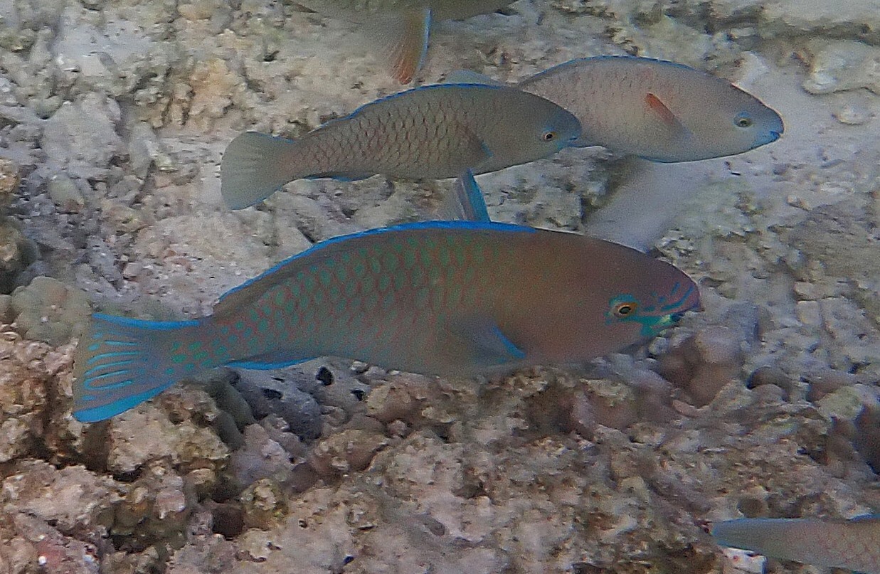 ภาพ ปลานกแก้ว persicus (Scarus persicus)