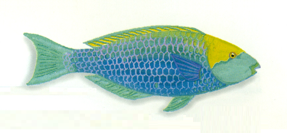 ภาพ ปลานกแก้วน้ำเงิน (Scarus prasiognathos)