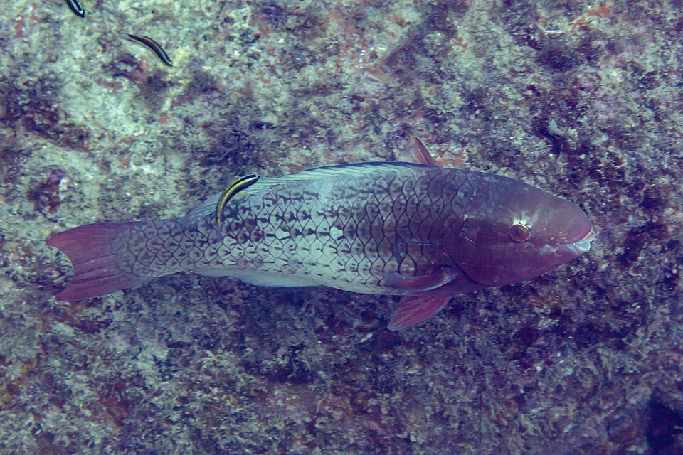 ภาพ ปลานกแก้วหางยาว (Scarus rubroviolaceus)