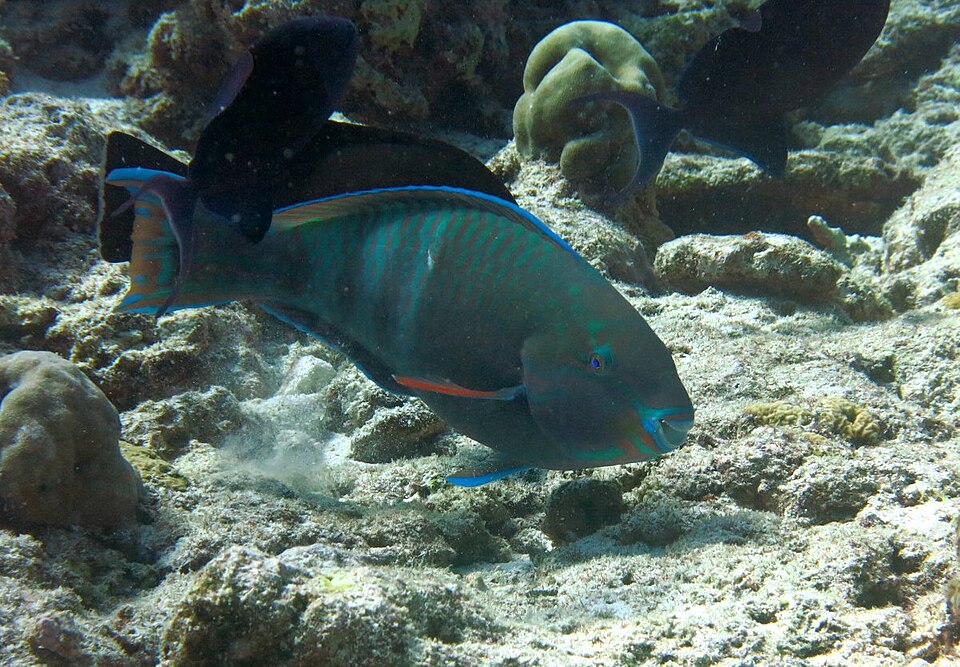 ภาพ ปลานกแก้ว russelii (Scarus russelii)