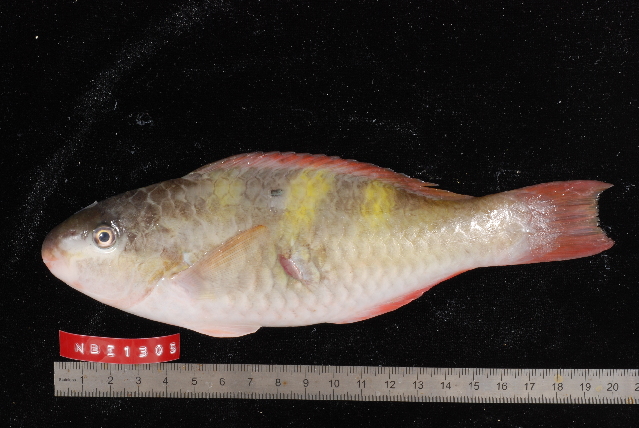 ภาพ ปลานกแก้วบั้งทแยง (Scarus scaber)
