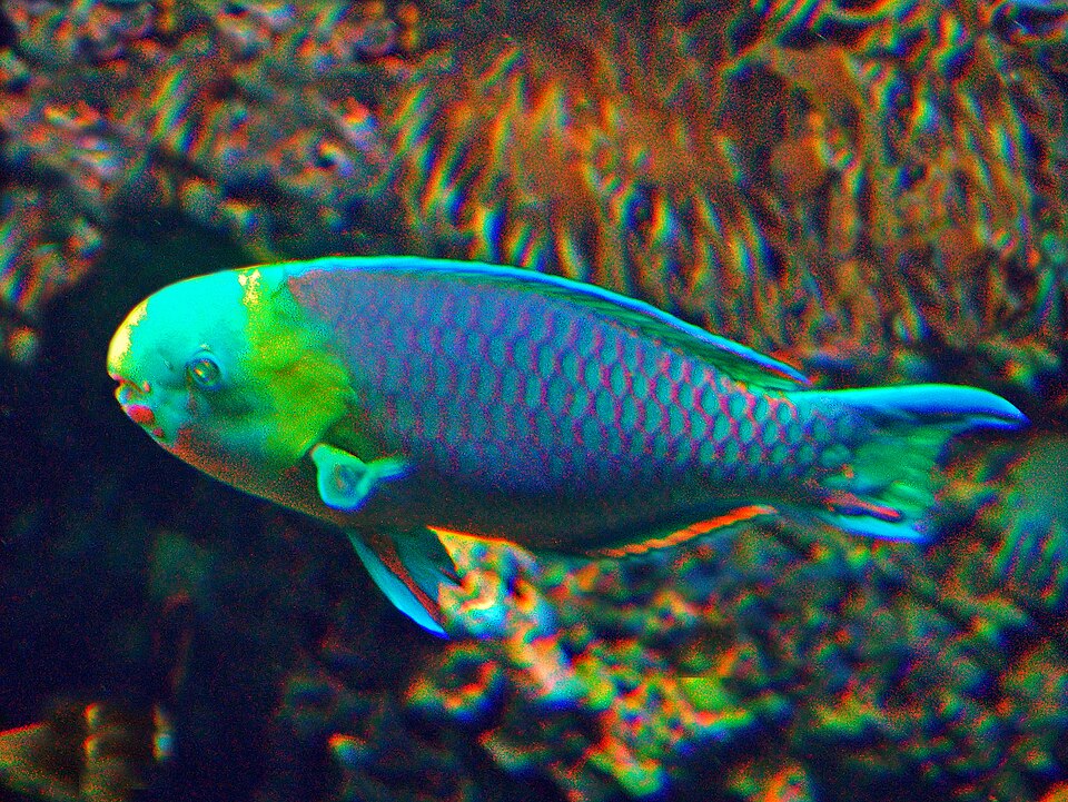 ภาพ ปลานกแก้ว spinus (Scarus spinus)