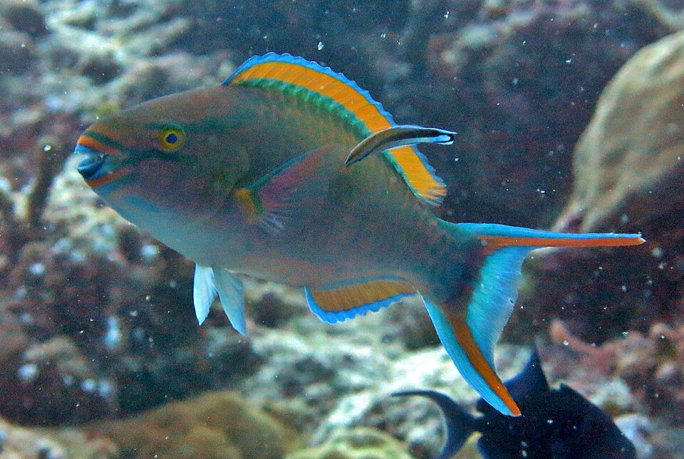 ภาพ ปลานกแก้วสามสี (Scarus tricolor)