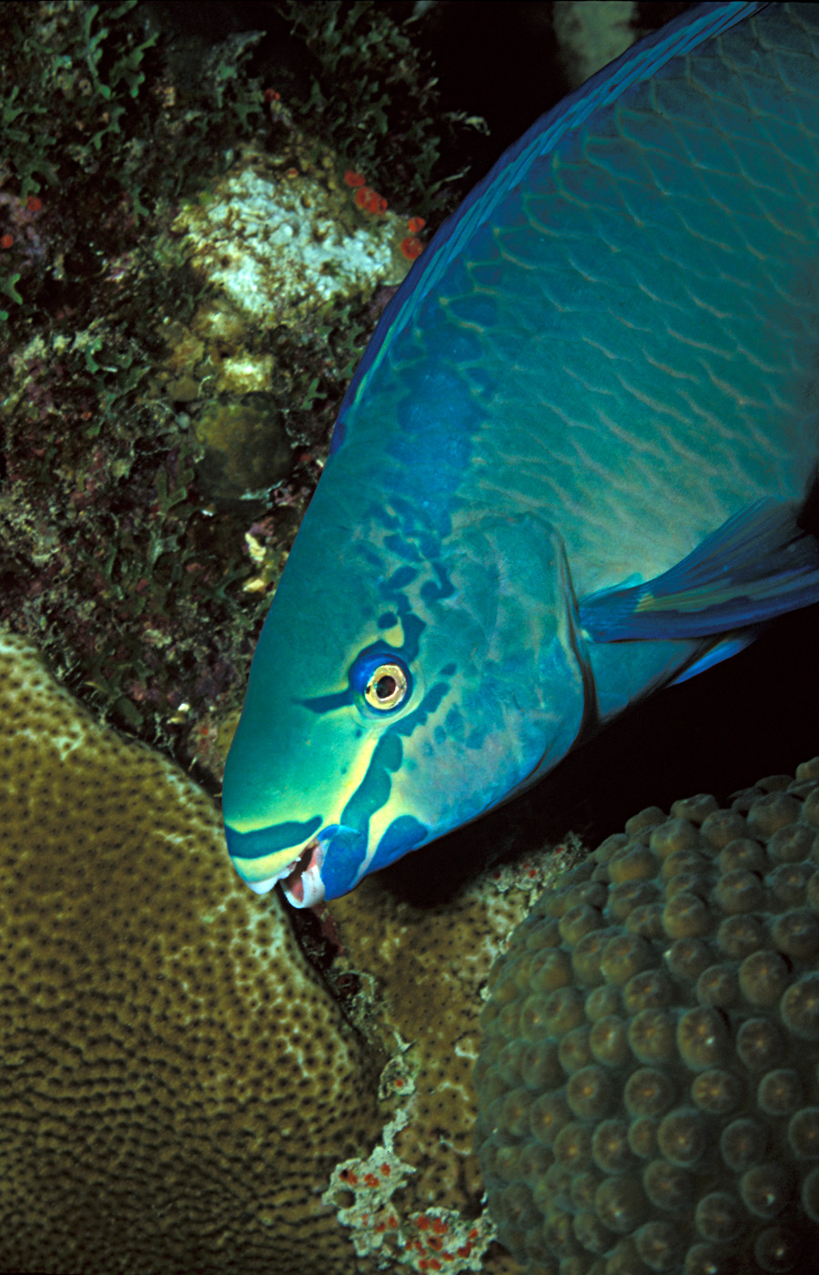 ภาพ ปลานกแก้ว vetula (Scarus vetula)