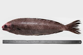 ภาพ ปลา huttoni (Schedophilus huttoni)