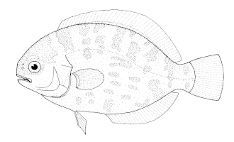 ภาพ ปลา maculatus (Schedophilus maculatus)