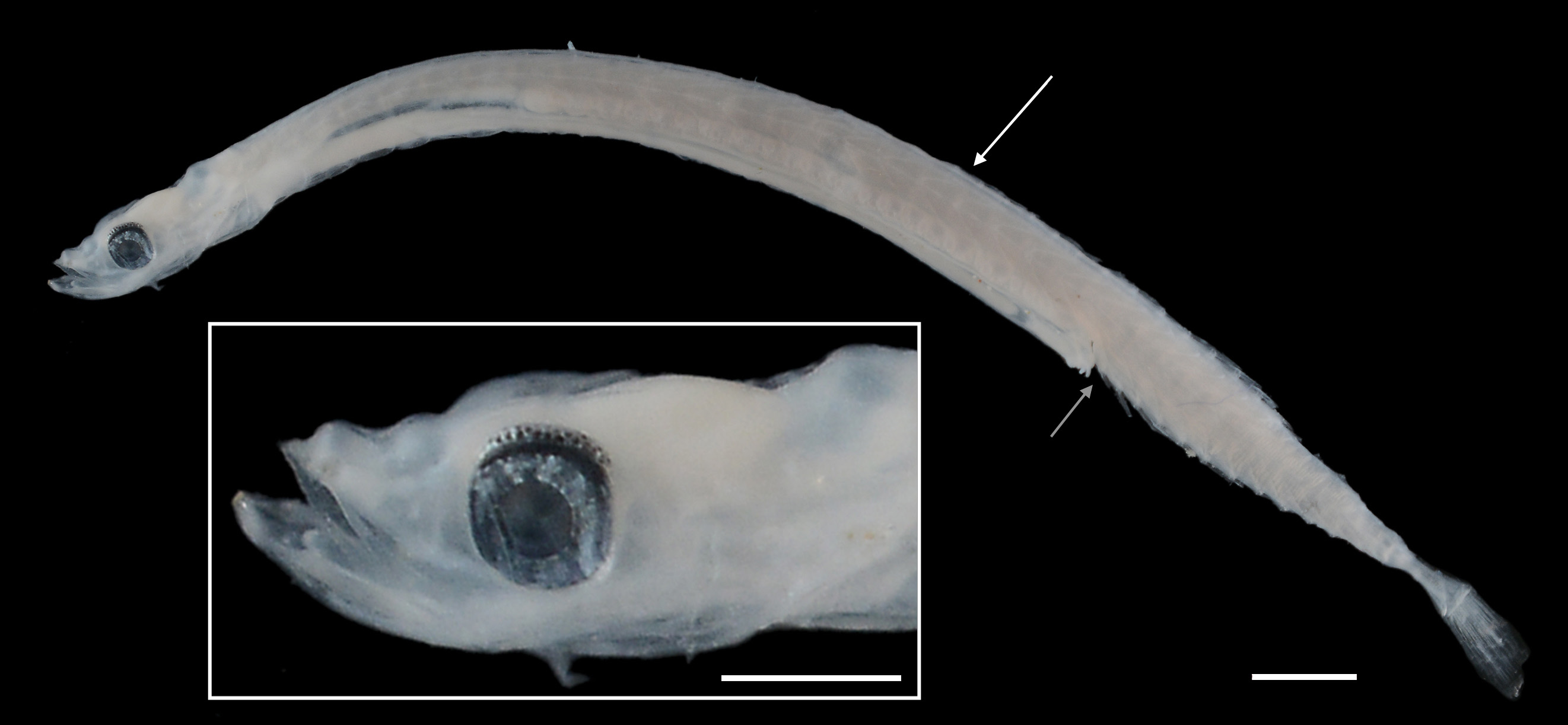 ภาพ ปลา nigropunctata (Schindleria nigropunctata)