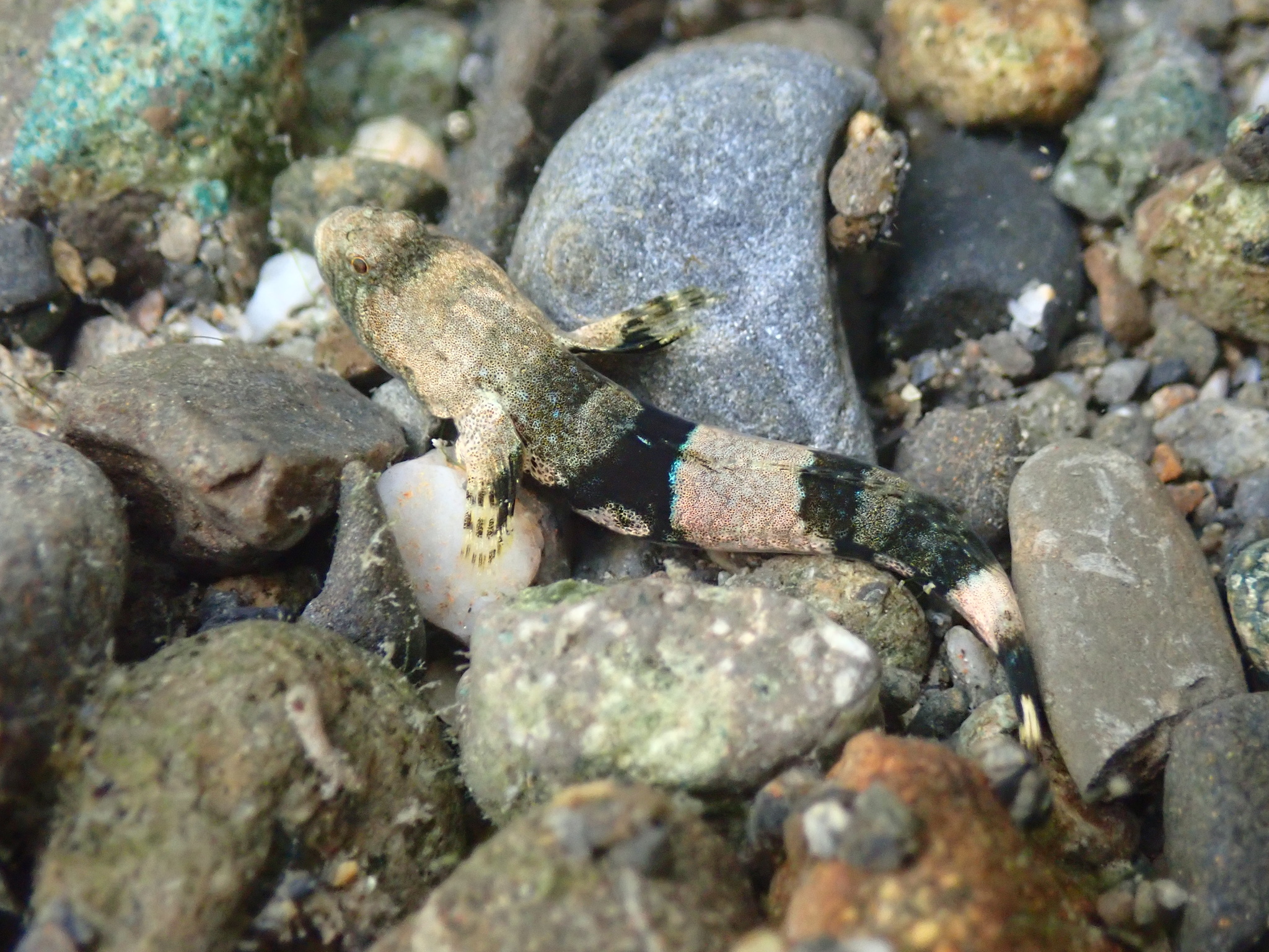 ภาพ ปลาบู่บู่ (Schismatogobius ampluvinculus)