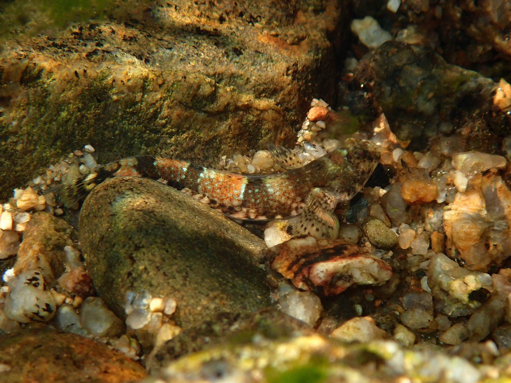 ภาพ ปลาบู่ hoesei (Schismatogobius hoesei)