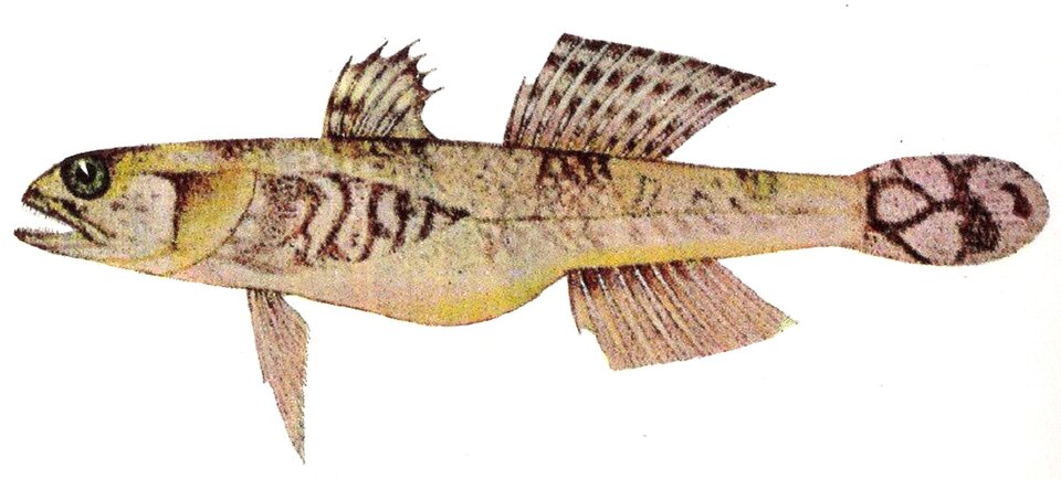 ภาพ ปลาบู่ insignus (Schismatogobius insignus)
