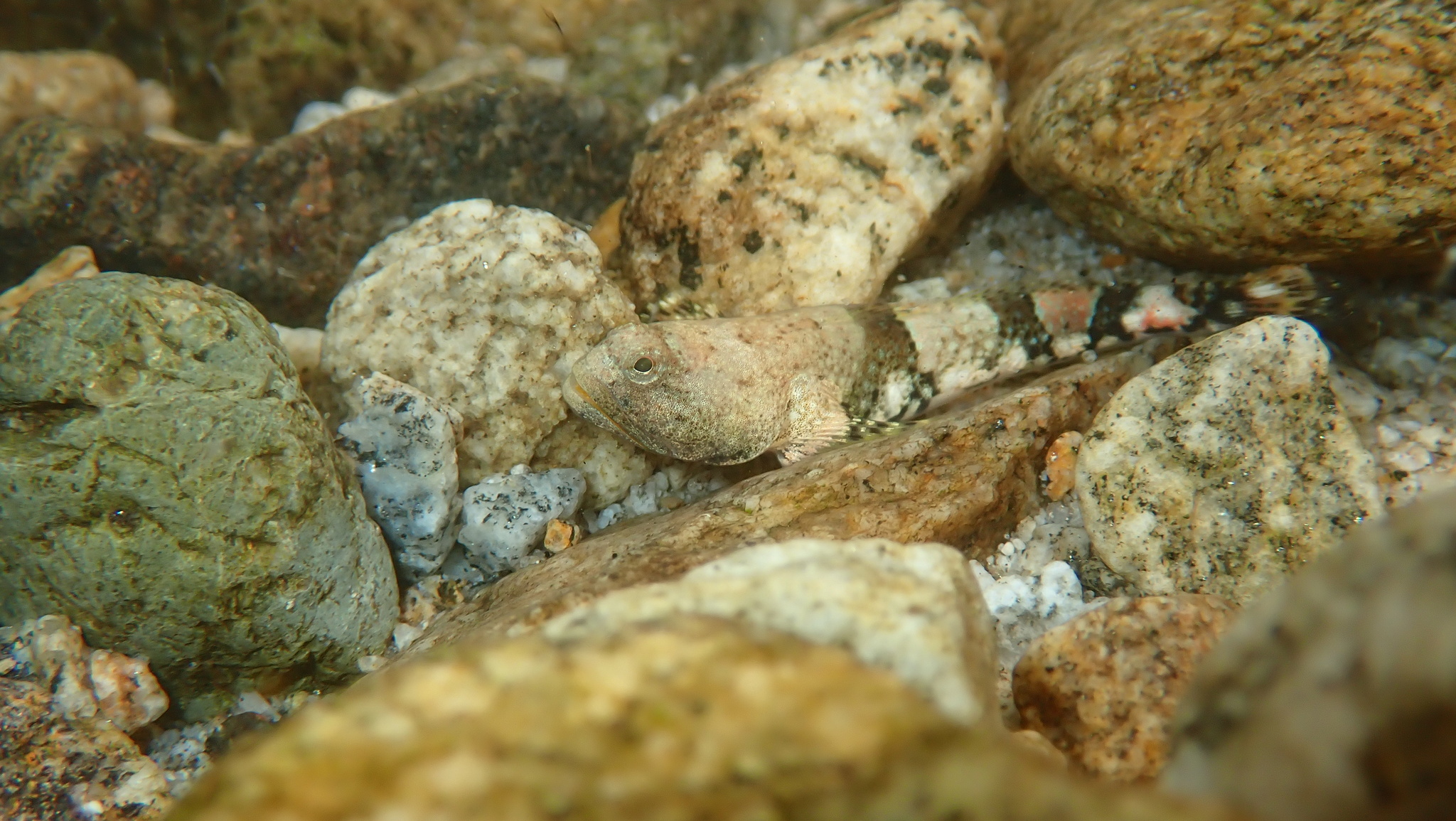 ภาพ ปลาบู่ marmoratus (Schismatogobius marmoratus)