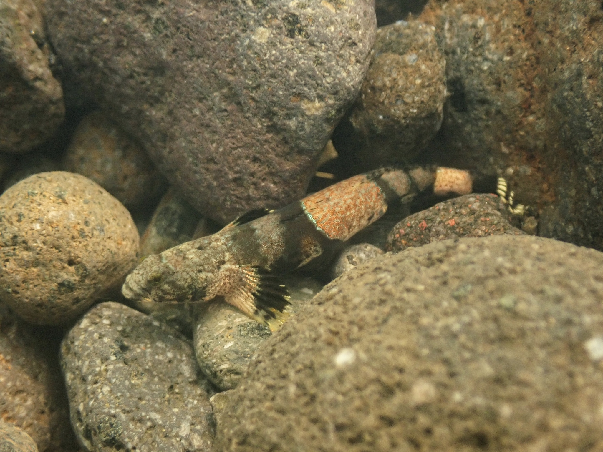 ภาพ ปลาบู่ risdawatiae (Schismatogobius risdawatiae)