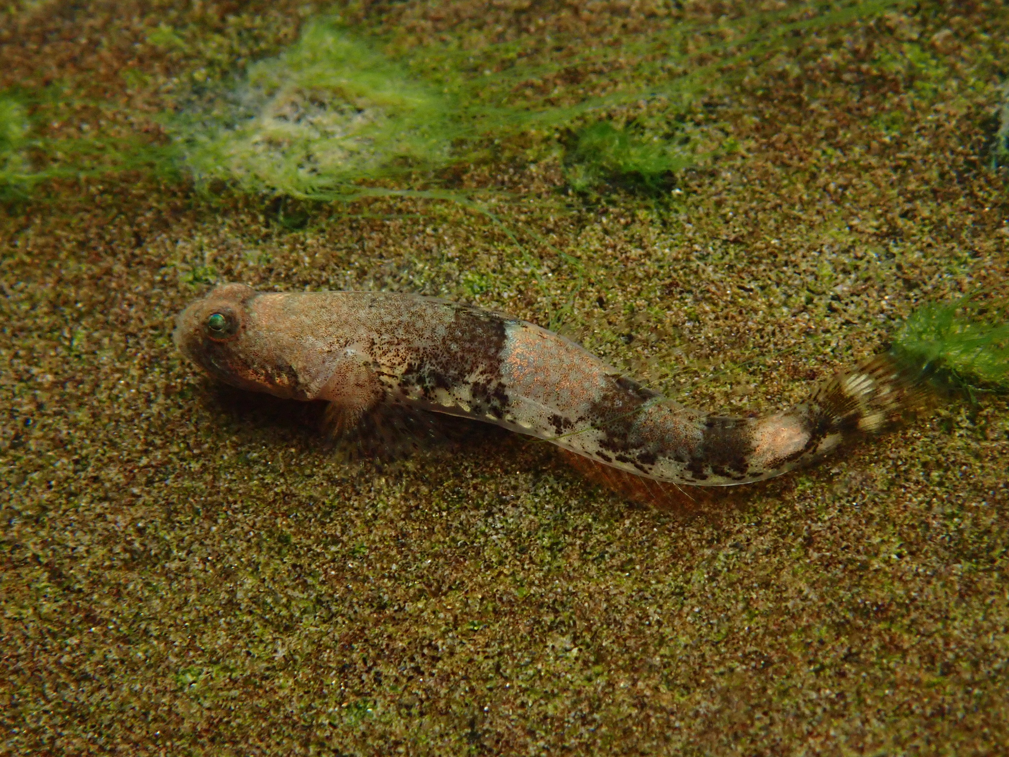 ภาพ ปลาบู่ saurii (Schismatogobius saurii)