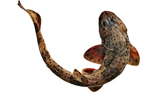 ภาพ ปลา chilensis (Schroederichthys chilensis)