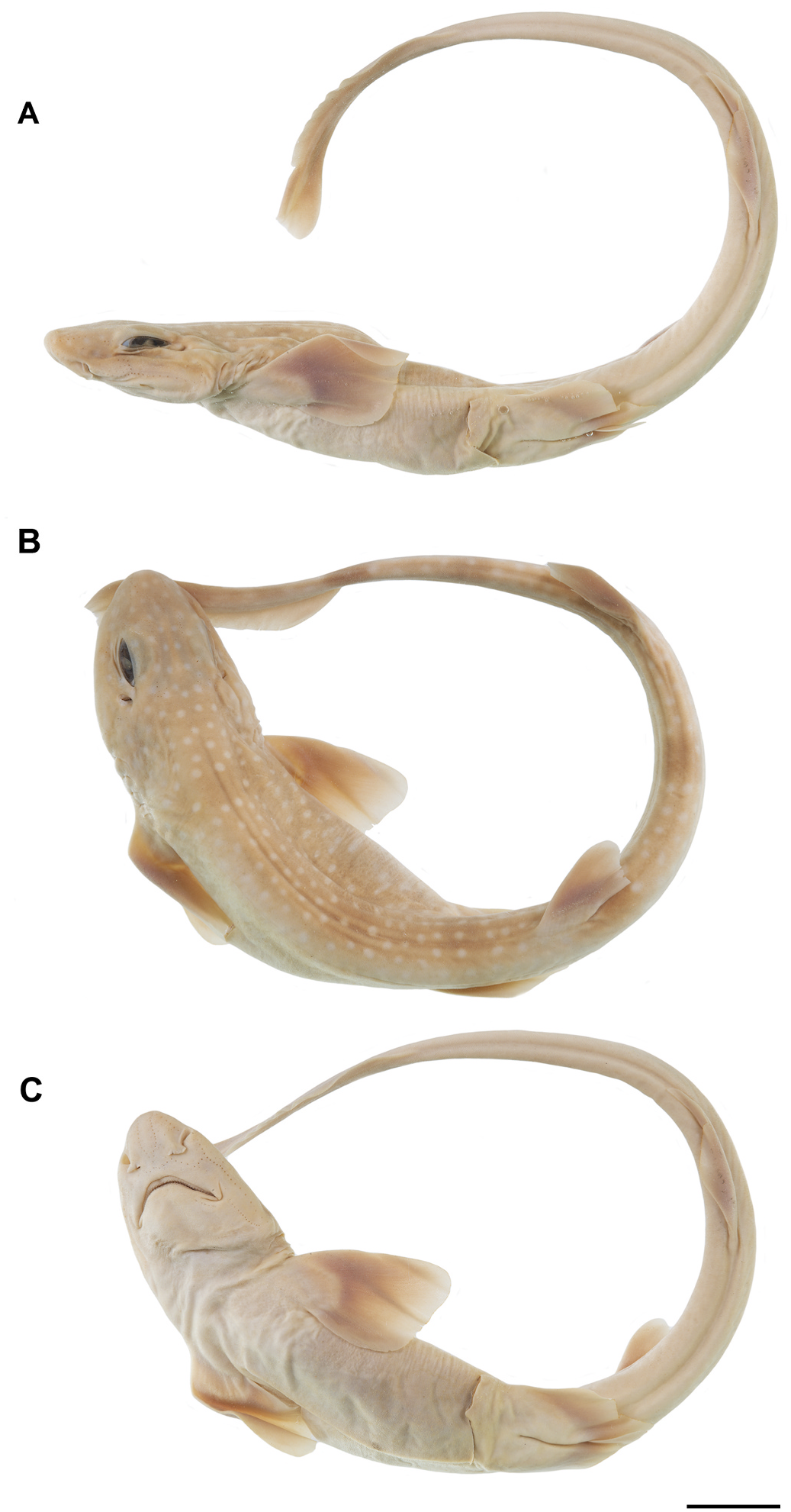 ภาพ ปลา maculatus (Schroederichthys maculatus)
