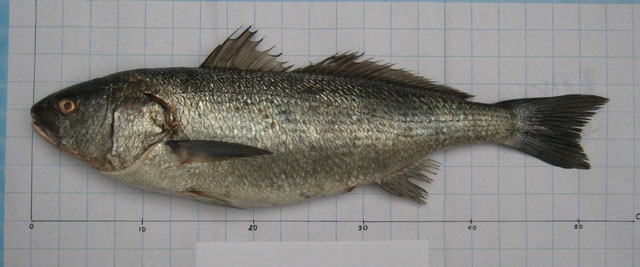 ภาพ ปลาจวด callaensis (Sciaena callaensis)