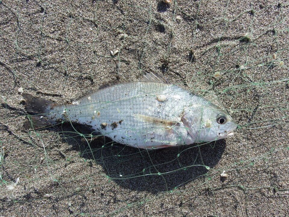 ภาพ ปลาจวด deliciosa (Sciaena deliciosa)