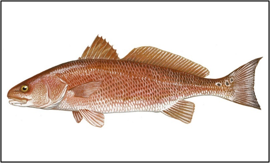 ภาพ ปลาจวด ocellatus (Sciaenops ocellatus)