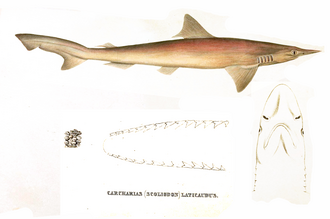 ภาพ ปลา laticaudus (Scoliodon laticaudus)