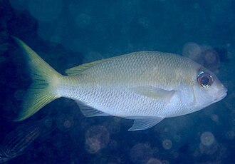 ภาพ ปลา affinis (Scolopsis affinis)