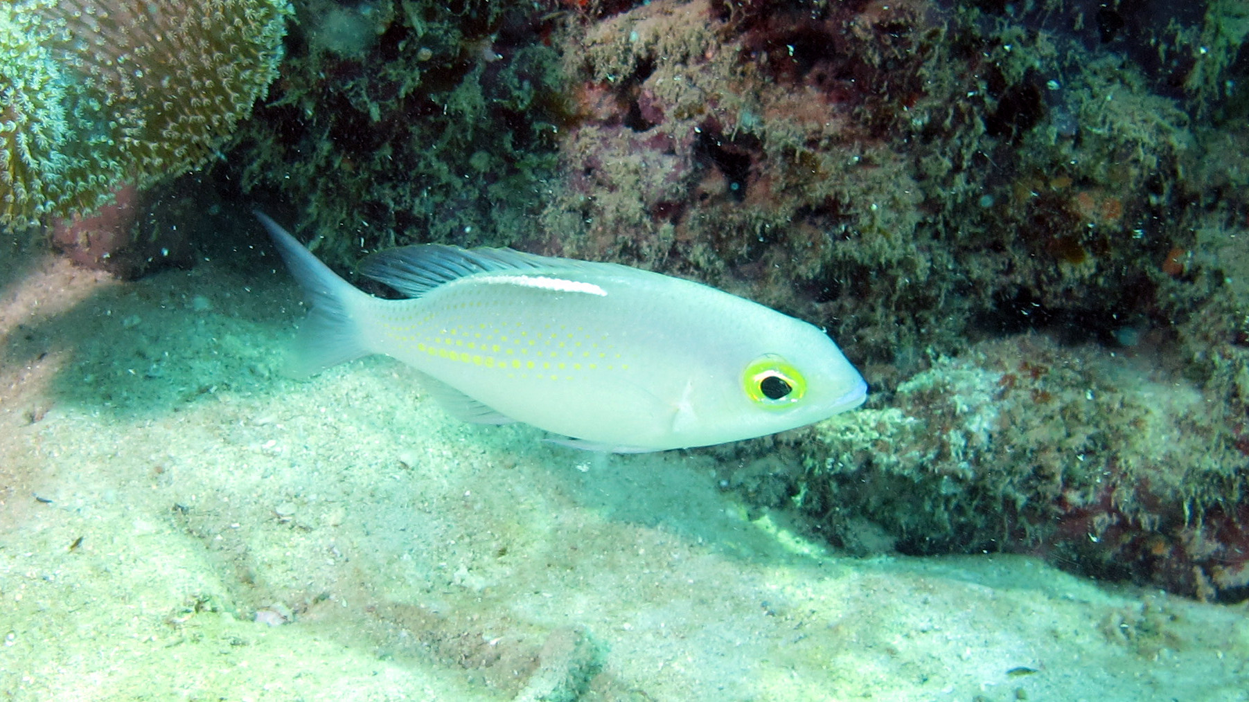 ภาพ ปลา ciliata (Scolopsis ciliata)