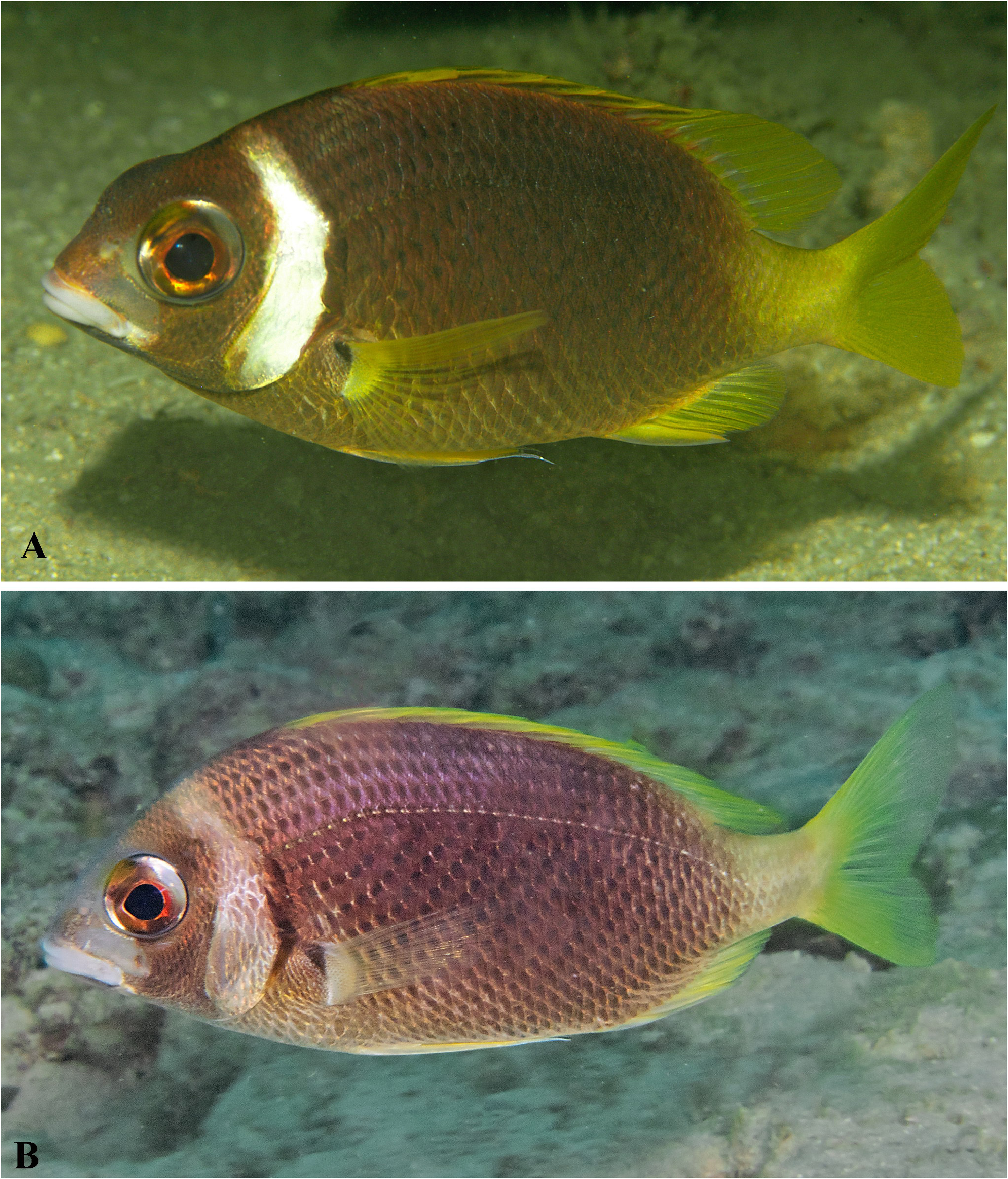 ภาพ ปลา curite (Scolopsis curite)