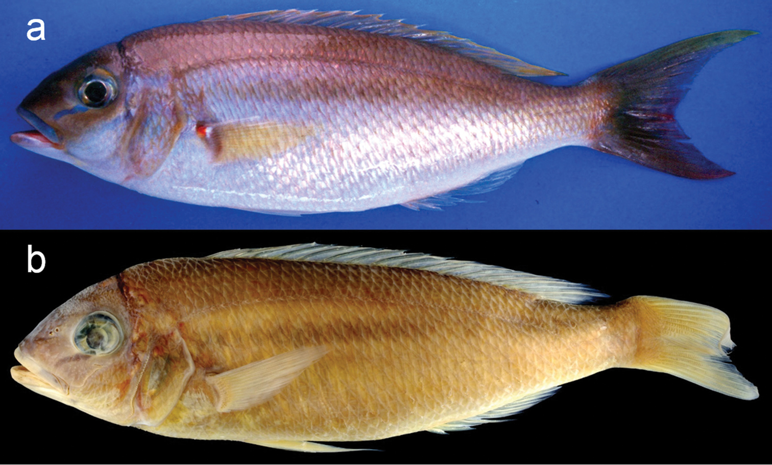 ภาพ ปลา lacrima (Scolopsis lacrima)