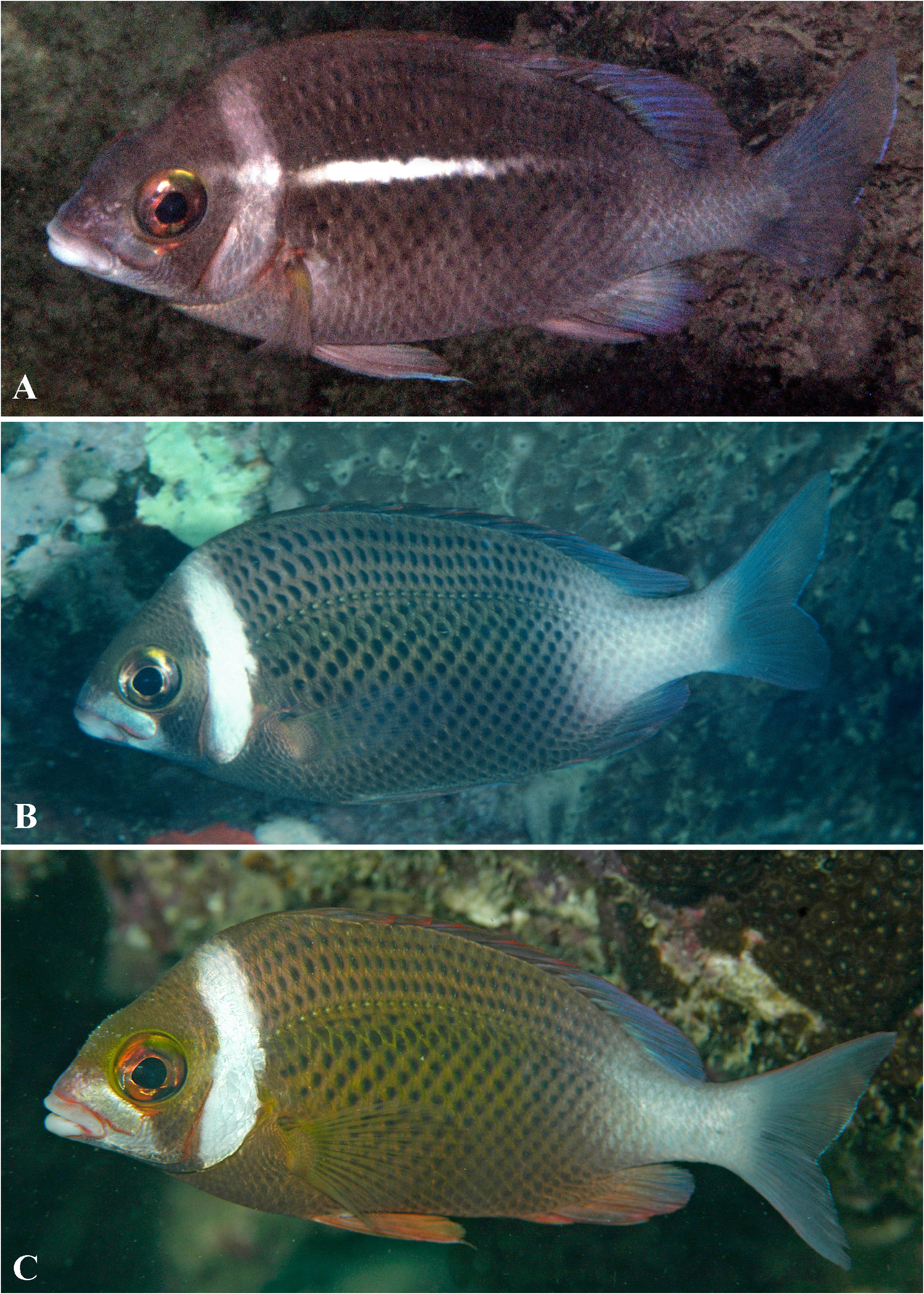 ภาพ ปลา vosmeri (Scolopsis vosmeri)