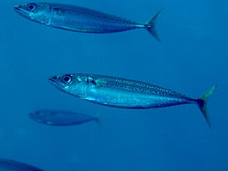 ภาพ ปลา australasicus (Scomber australasicus)